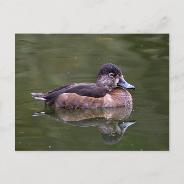 Ring-Necked Duck Postkarte (Vorderseite)