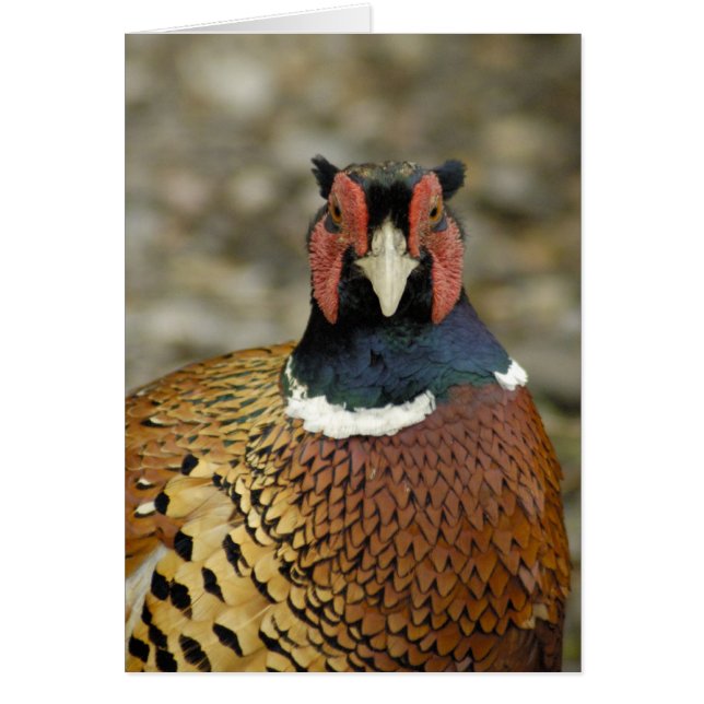 Ring Necked Pheasant (Vorne)