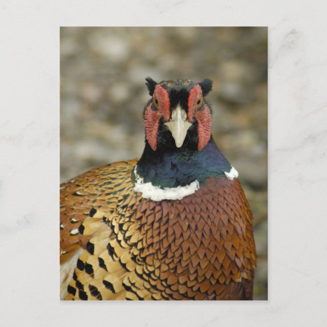 Ring Necked Pheasant Postkarte (Vorderseite)