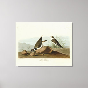 Ring Plover von Audubons Vögeln Amerikas Leinwanddruck