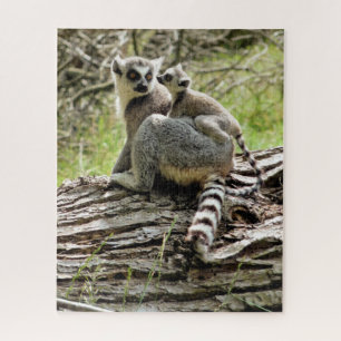 RING-TAED LEMUR