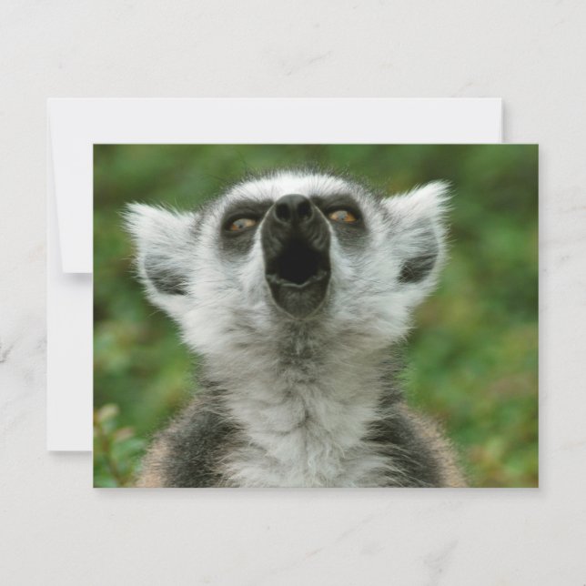 Ring-Tail Lemur (Vorderseite)
