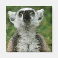 Ring-Tail Lemur