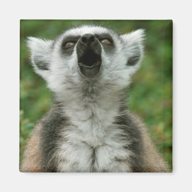 Ring-Tail Lemur Magnet (Vorne)