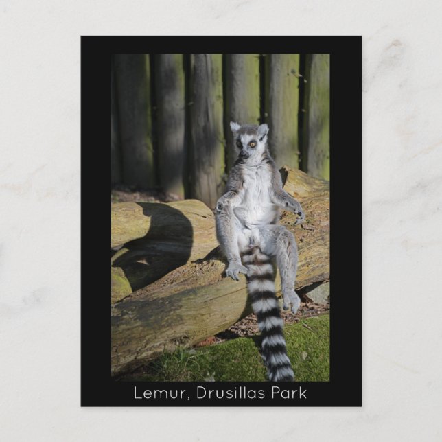 Ring Tails Lemur Drusillas Park Postkarte (Vorderseite)
