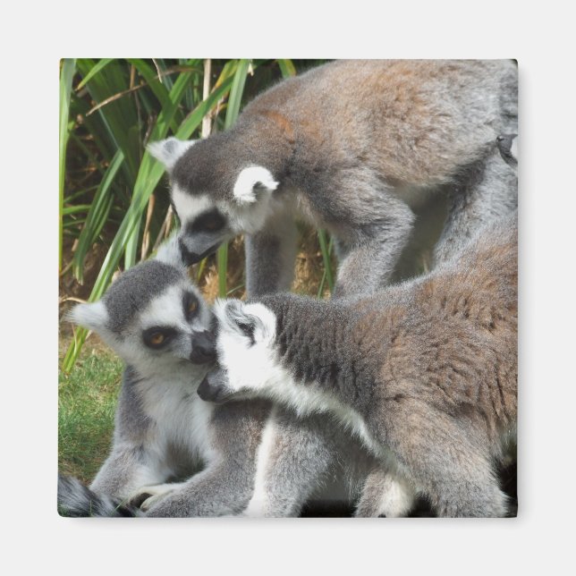 Ring Tails Lemurs Magnet (Vorne)