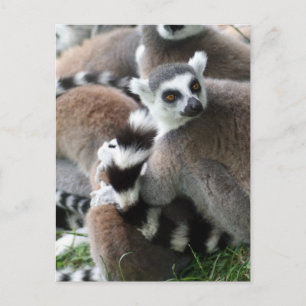 Ring Tails Lemurs Postkarte