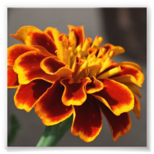 Ringelblume Fotodruck