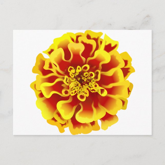 Ringelblume Postkarte (Vorderseite)