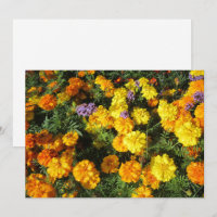 Ringelblumen
