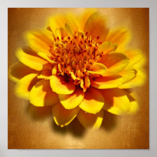 Ringelblumen-Freude Poster