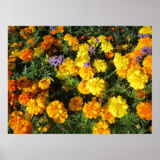 Ringelblumen Poster