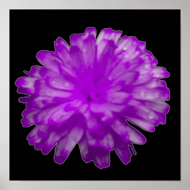 Ringelblumenposter in Lila Poster (Vorne)