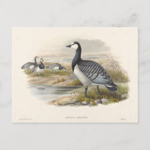 Ringelgans von Joseph Wolf Postkarte