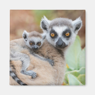 Ringelschwanzmaki-Baby auf dem Rücken seiner Mutte Magnet