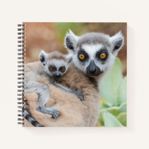 Ringelschwanzmaki-Baby auf dem Rücken seiner Mutte Notizbuch
