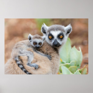 Ringelschwanzmaki-Baby auf dem Rücken seiner Mutte Poster