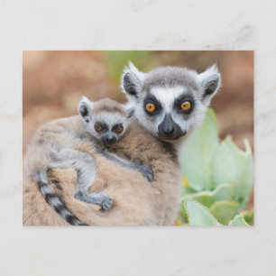 Ringelschwanzmaki-Baby auf dem Rücken seiner Mutte Postkarte