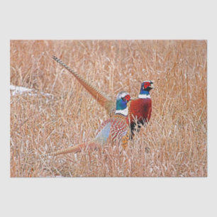 Ringhalsbläser Seidenpapier