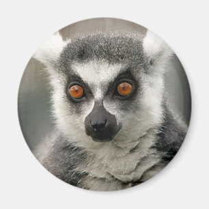 Ringlemur Magnet