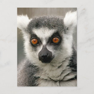 Ringlemur Postkarte