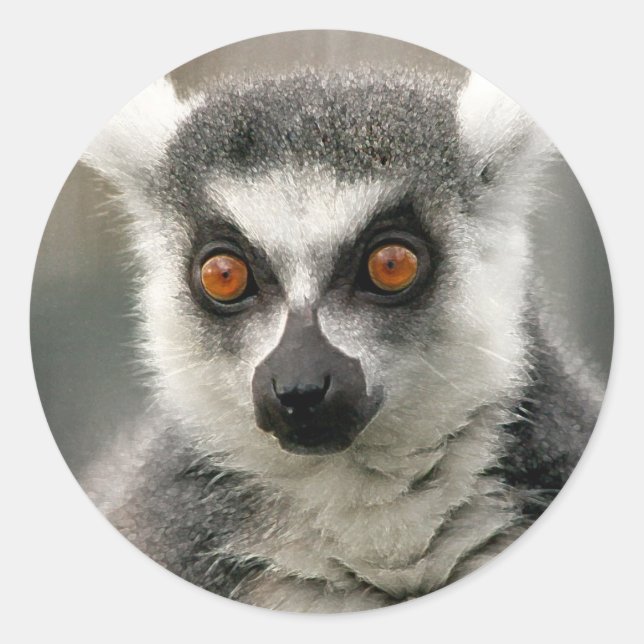Ringlemur Runder Aufkleber (Vorderseite)