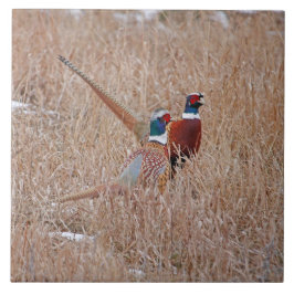 Ringneck Fasan-Fliese - großes 6" x 6" Fliese