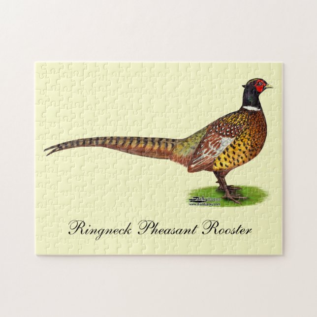 Ringneck Pheasant Rooster (Horizontal)