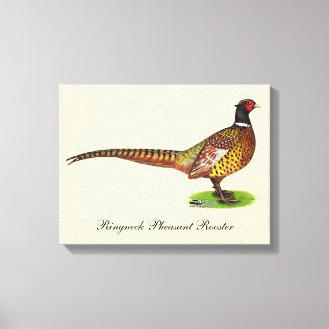 Ringneck Pheasant Rooster Leinwanddruck (Vorderseite)