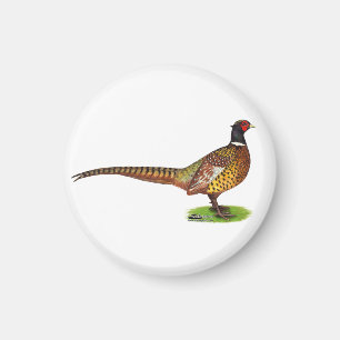 Ringneck Pheasant Rooster Magnet