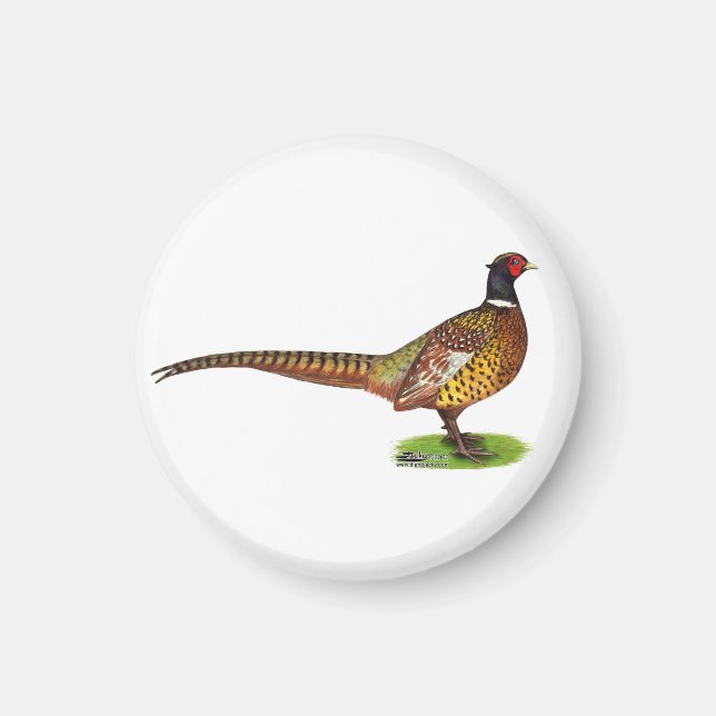 Ringneck Pheasant Rooster Magnet (Vorne)