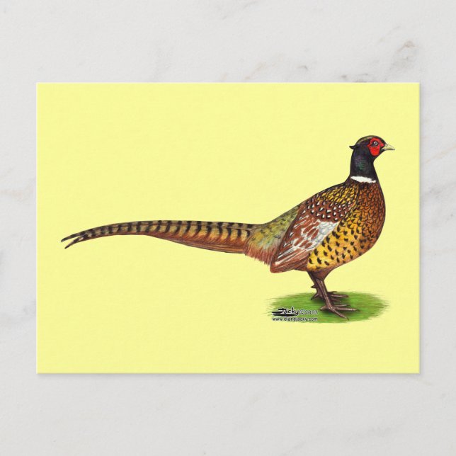 Ringneck Pheasant Rooster Postkarte (Vorderseite)
