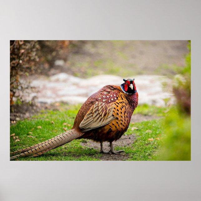 Ringneck Poster (Vorne)