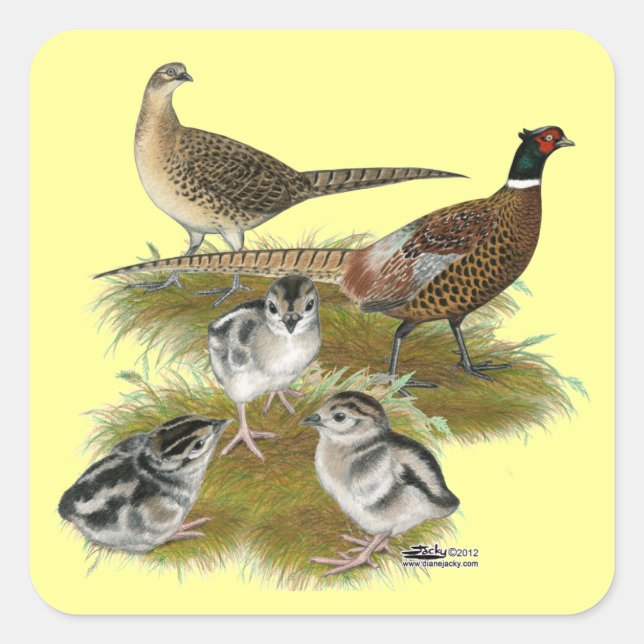 Ringneck Quadratischer Aufkleber (Vorderseite)
