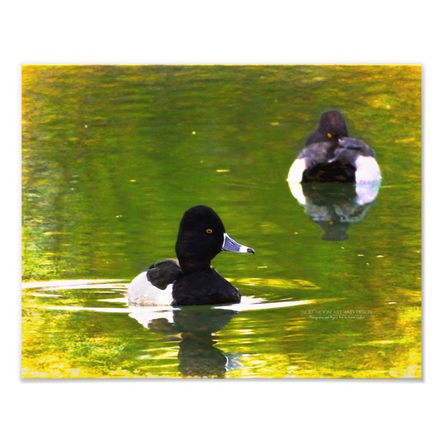 Ringnecked Encks Schwarz & Weiß Vögel Grünes Wasse Fotodruck (Vorne)