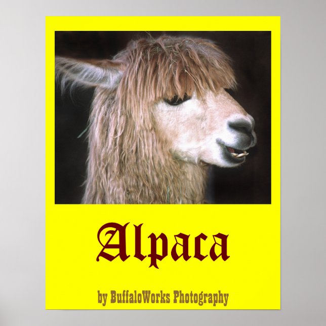 Ringo-Alpaca-Poster Poster (Vorne)