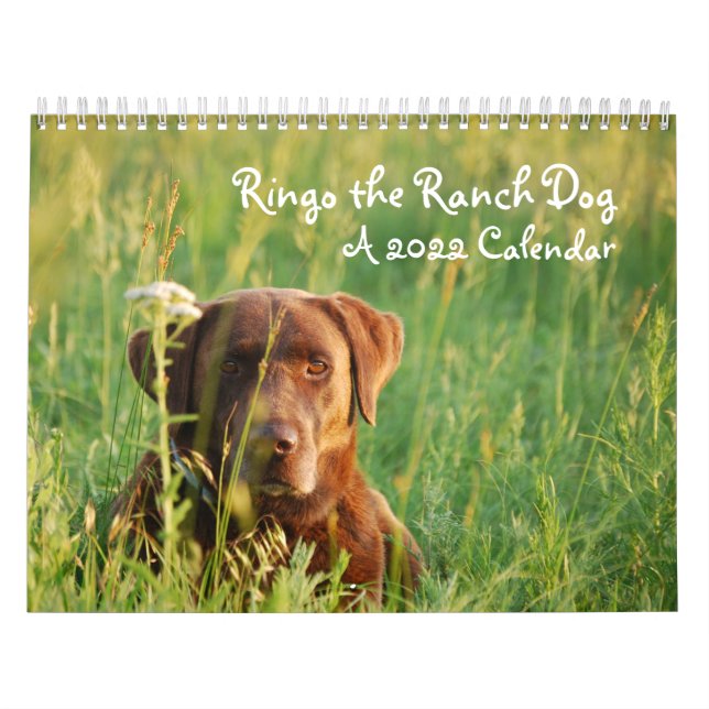 Ringo le calendrier du laboratoire de chocolat (Protection)