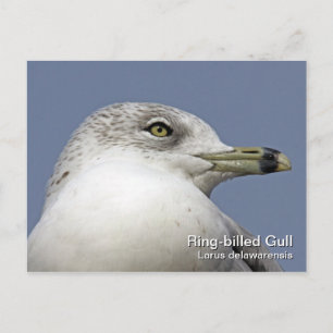 Ringschädelglanzkarte Postkarte