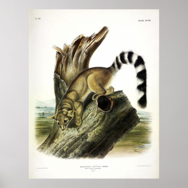 Ringschwanz (Ringschwanzbassaris, Ringschwanzkatze Poster (Vorne)