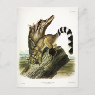 Ringschwanz (Ringschwanzbassaris, Ringschwanzkatze Postkarte