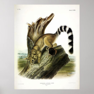 Ringschwanzbassaris, Ringschwanzkatze von Audubon Poster