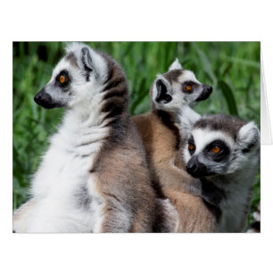Ringschwanzfamilie Lemur