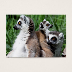 Ringschwanzfamilie Lemur