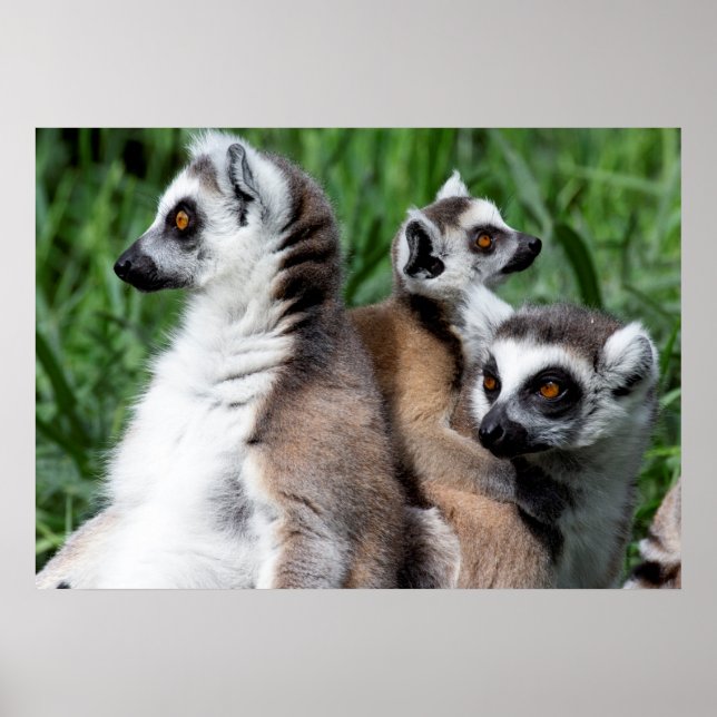 Ringschwanzfamilie Lemur Poster (Vorne)
