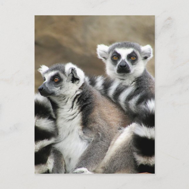Ringschwanzfreunde Postkarte (Vorderseite)