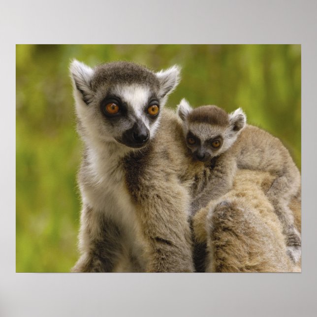Ringschwanzlemmeln (Lemur catta) Mutter & Baby. Poster (Vorne)