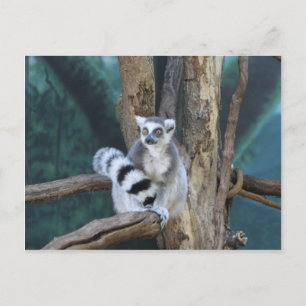 Ringschwanzlemmur Postkarte