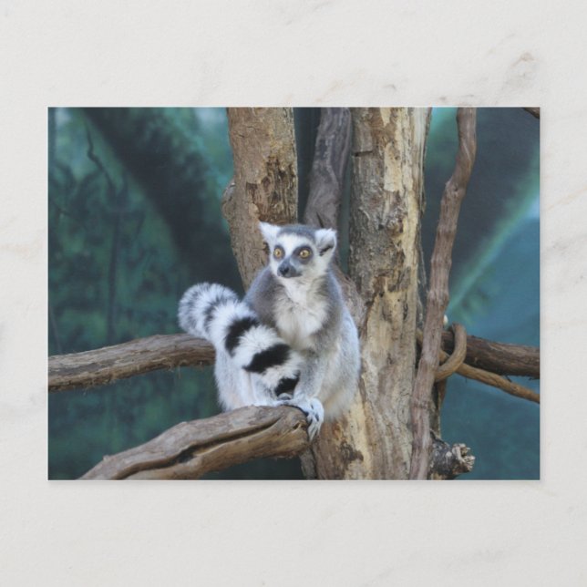 Ringschwanzlemmur Postkarte (Vorderseite)
