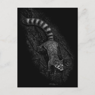 Ringtail Postkarte