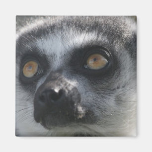 Ringtaillemur-Magnet Magnet